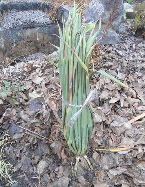 Как на зиму утеплить юкку. Как утеплить юкку на зиму