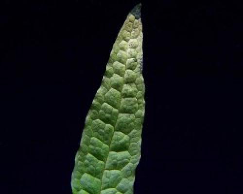 Комнатные растения аир злаковидный. Аир злаковый