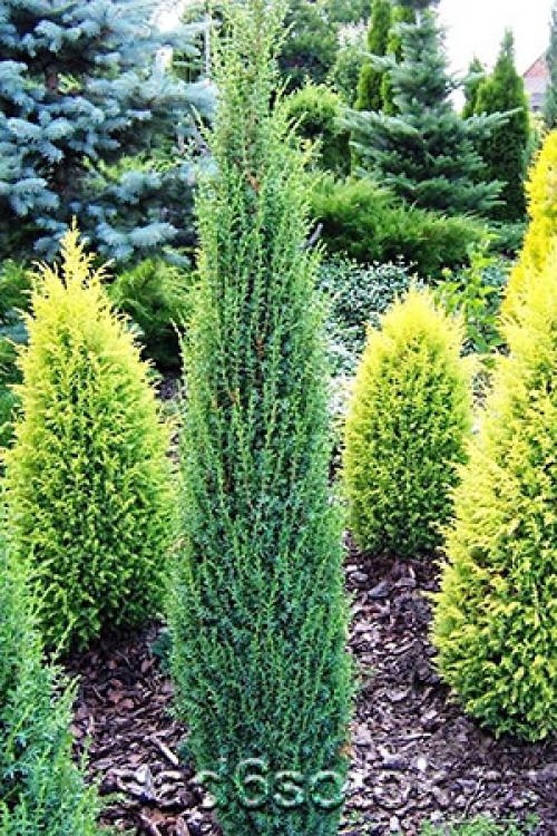 Можжевельник, как выглядит. Можжевельник обыкновенный (Juniperus communis)