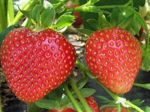 Что полезнее земляника или виктория. Состав и полезные свойства клубники