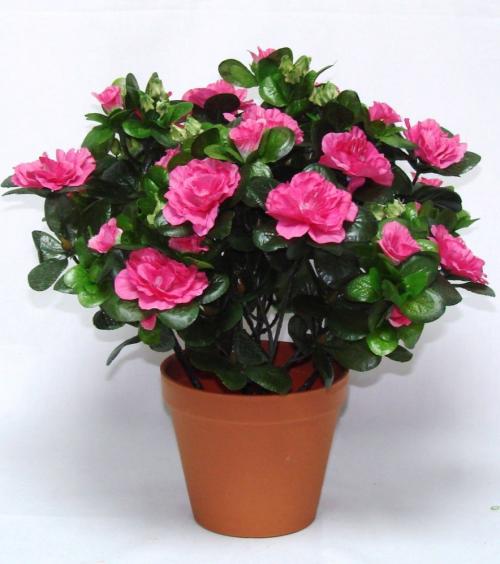 Комнатные растения аир злаковидный. Аир злаковый 14