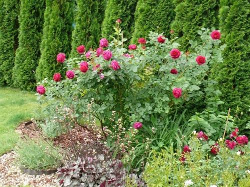 Можжевельник, как сажать и ухаживать. Подбор можжевельника, посадка и уход с учетом сортовой принадлежности