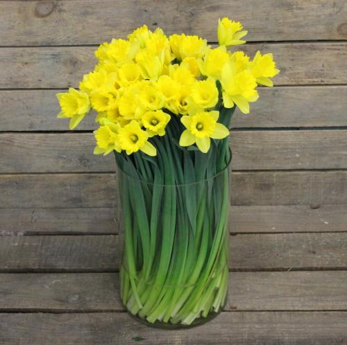 Комнатные цветы. Луковичные комнатные растения фото и названия