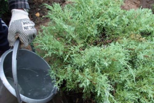 Можжевельник, как сажать. Как часто поливать и чем удобрять можжевельник