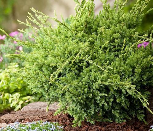 Можжевельник, как сажать и ухаживать. Подбор можжевельника, посадка и уход с учетом сортовой принадлежности