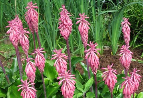 Комнатные цветы. Луковичные комнатные растения фото и названия