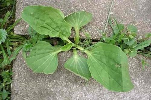 Если растет мокрица почва кислая. Какая почва если растет мокрица