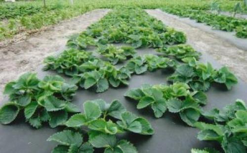 Какой стороной стелить агроволокно под клубнику. Общие характеристики агроволокна