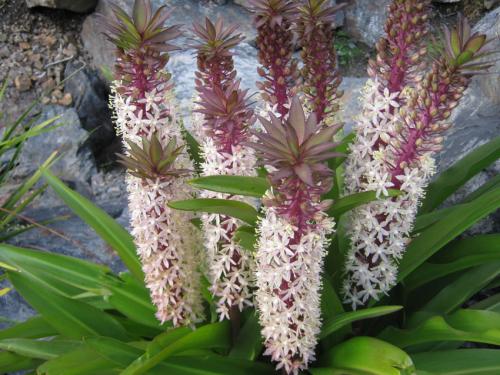 Комнатные цветы. Луковичные комнатные растения фото и названия