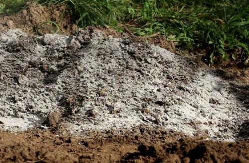 При какой температуре замерзает свекла. Как подготовить грядку для подзимнего посева свеклы