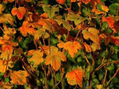 Надо ли обрезать смородину при посадке осенью. Посадка смородины осенью в грунт