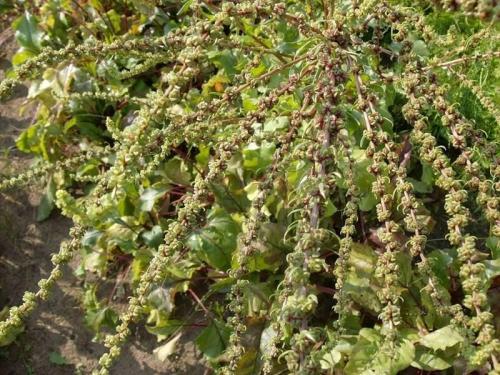 Какие заморозки выдерживает кормовая свекла. Особенности культуры