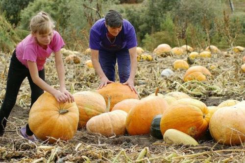 Когда собирают урожай тыквы в Подмосковье. Тыква: когда убирать и как сохранить урожай в Подмосковье в 2019?