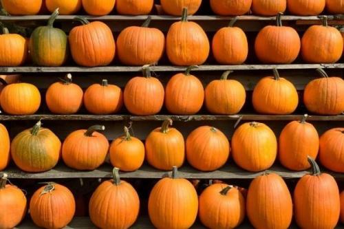 Как хранить тыкву. В погребе