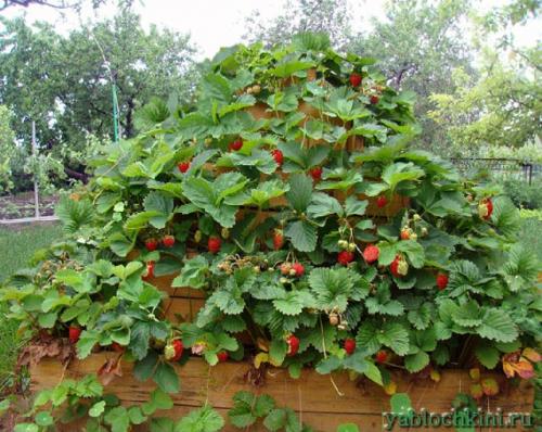 Пирамида из покрышек для клубники. Способы экономии места при выращивании клубники (клубничные пирамиды, клубника в шинах)
