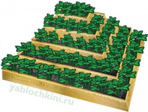 Пирамида клубника. Как сделать пирамиду под клубнику на даче 05