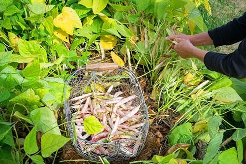 Як сушити фасоль. Как заготовить фасоль на зиму?