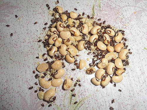 Как сушить бобы на семена. Как хранить фасоль зимой?