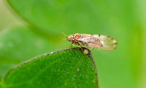 Почему горчит морковь свежая и можно ли ее есть. Основные причины горечи моркови