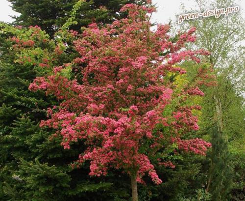 Невысокие деревья с раскидистой кроной. Выбираем декоративные деревья для сада