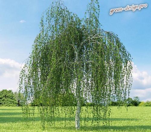 Невысокие деревья с раскидистой кроной. Выбираем декоративные деревья для сада