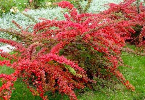 Партер будинку. Создаем партер