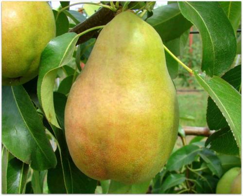 Сорт груши с красными листьями. Сорта груш: описание, характеристики, особенности и варианты выращивания различных сортов груш (105 фото)