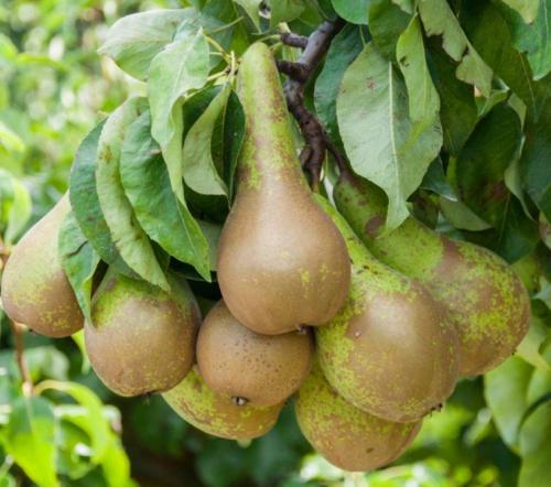 Сорт груши с красными листьями. Сорта груш: описание, характеристики, особенности и варианты выращивания различных сортов груш (105 фото)