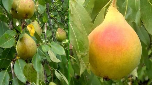 Сорт груши с красными листьями. Сорта груш: описание, характеристики, особенности и варианты выращивания различных сортов груш (105 фото)