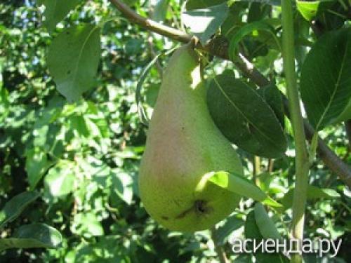 У груши светлые листья. Белая пятнистость листьев груши