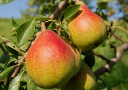 Сорт груши с красными листьями. Сорта груш: описание, характеристики, особенности и варианты выращивания различных сортов груш (105 фото)