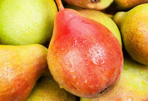 Сорт груши с красными листьями. Сорта груш: описание, характеристики, особенности и варианты выращивания различных сортов груш (105 фото)