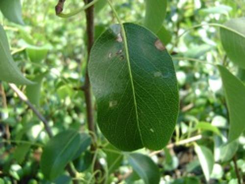 У груши светлые листья. Белая пятнистость листьев груши