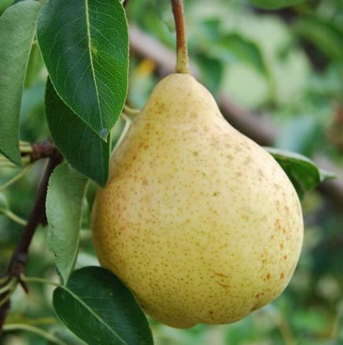 Сорт груши с красными листьями. Сорта груш: описание, характеристики, особенности и варианты выращивания различных сортов груш (105 фото)