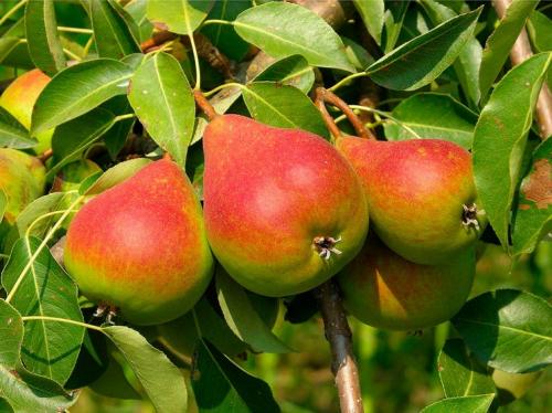 Сорт груши с красными листьями. Сорта груш: описание, характеристики, особенности и варианты выращивания различных сортов груш (105 фото)