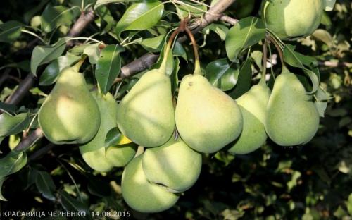 Сорт груши с красными листьями. Сорта груш: описание, характеристики, особенности и варианты выращивания различных сортов груш (105 фото)