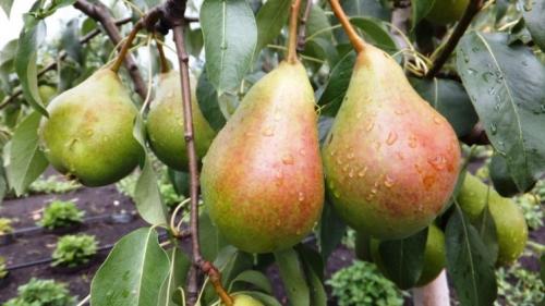 Сорт груши с красными листьями. Сорта груш: описание, характеристики, особенности и варианты выращивания различных сортов груш (105 фото)