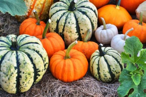 Доспевает ли дома тыква. Можно ли и как заставить созреть недозрелую тыкву 10