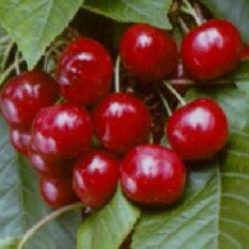 Самобесплодный сорт, что это. Что означает сорт самобесплодный? 03