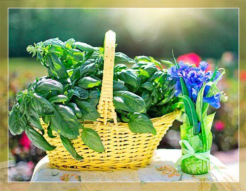 Самобесплодный сорт, что это. Что означает сорт самобесплодный? 17