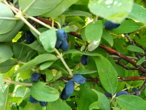 Что такое самобесплодный сорт жимолости. Жимолость: сорта