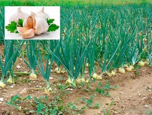 Самобесплодный сорт, что это. Что означает сорт самобесплодный? 13