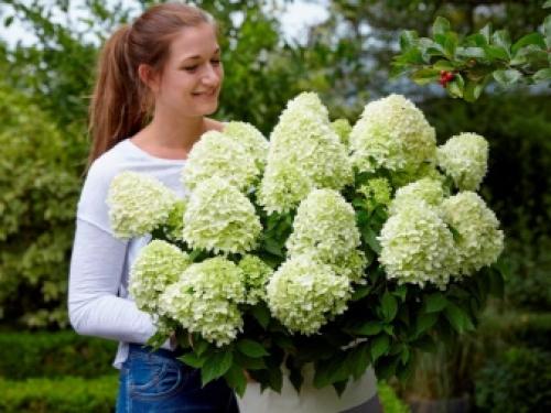 Укрытие на зиму саженцев груши. Защищаем дерево от мороза 02