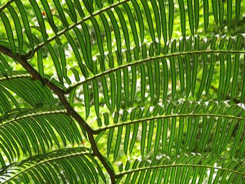 Необычные папоротники. Папоротник Асплениум (Костенец) — Asplenium