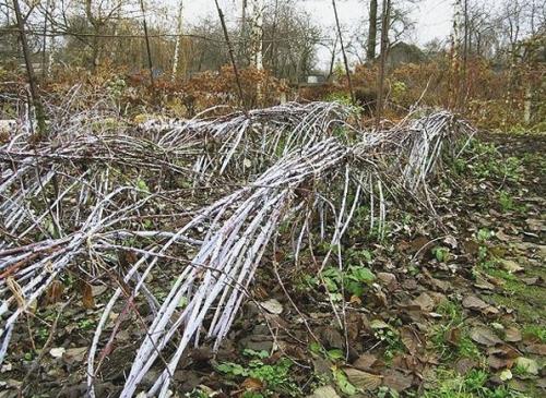 Как правильно обрезать малину осенью на какую высоту. На какой высоте обрезать малину