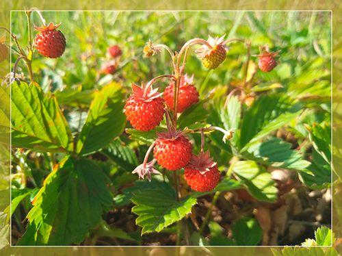 Самобесплодный сорт, что это. Что означает сорт самобесплодный? 12