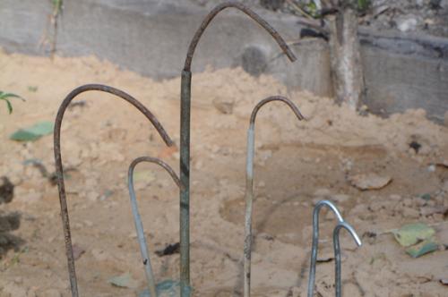 Укрытие на зиму гортензии крупнолистной. Личный опыт. Как укрыть на зиму крупнолистную гортензию?