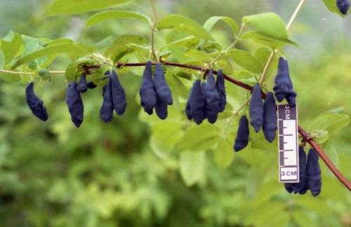 Что значит сорт самобесплодный. Что означает сорт самобесплодный? 07 Что значит сорт самобесплодный. Что означает сорт самобесплодный? 07