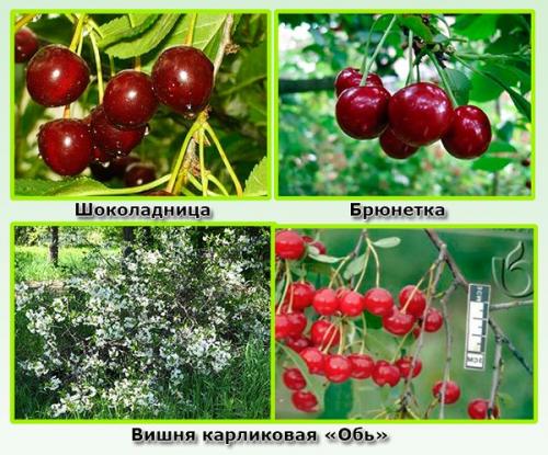 Самобесплодный сорт, что это. Что означает сорт самобесплодный? 18