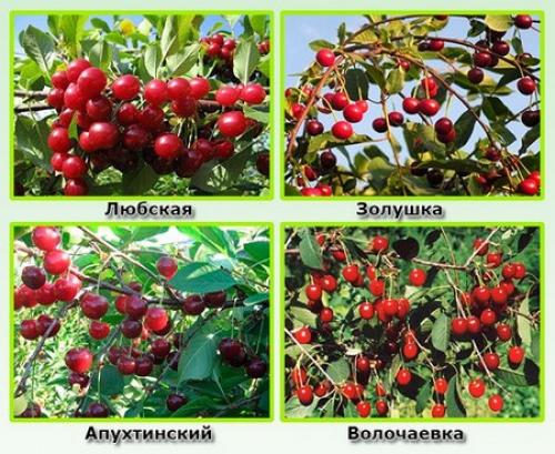 Самобесплодный сорт, что это. Что означает сорт самобесплодный? 15